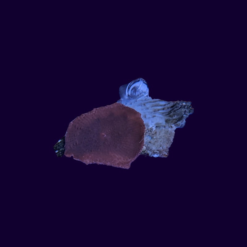 Orange Discosoma Mushroom