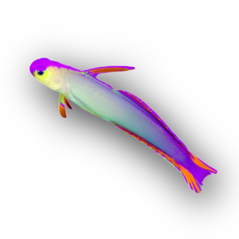 Purple Firefish