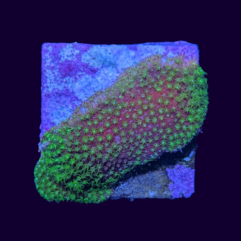 Stylocoeniella - Thorn Coral