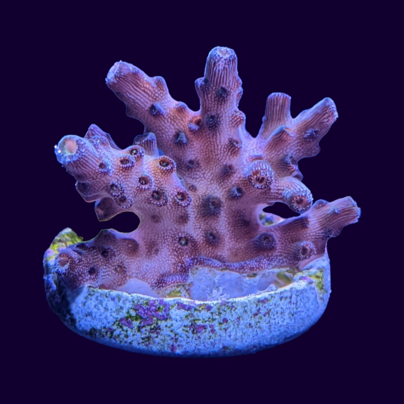 Table Acropora Frag (UK Grown)