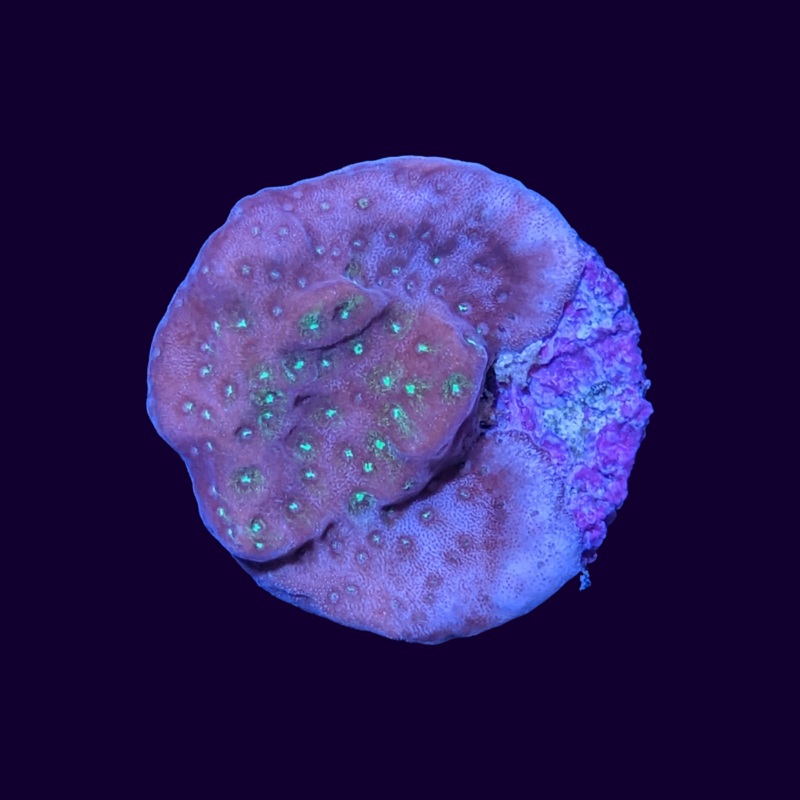Tropic Thunder Montipora