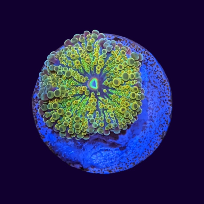 Yuma Ricordea Mushroom