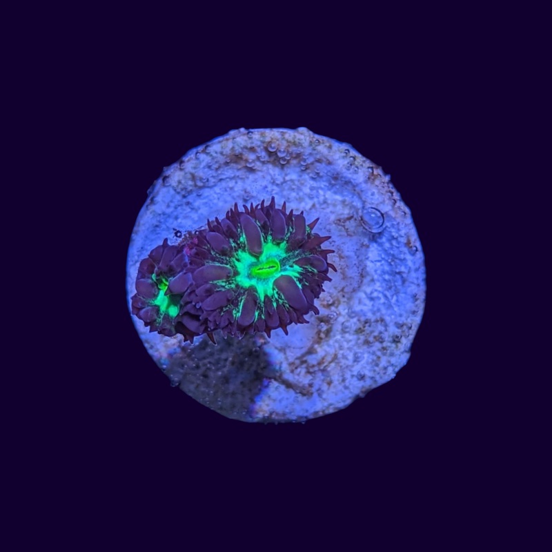 2 Head Red / Green Blastomussa