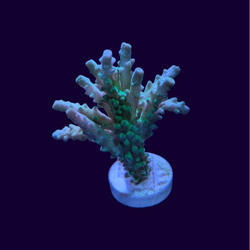 Acropora