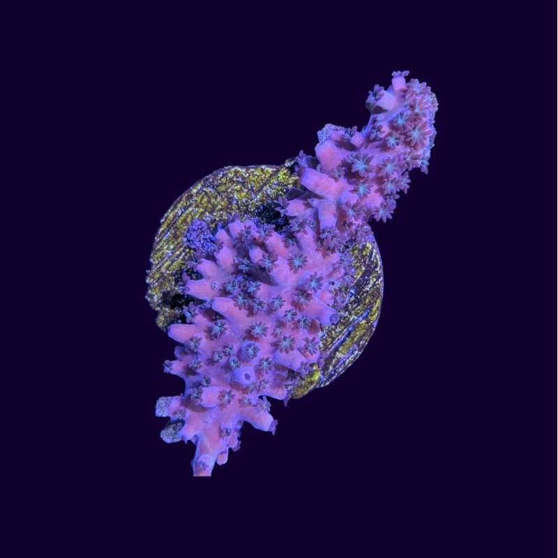 Acropora Frag