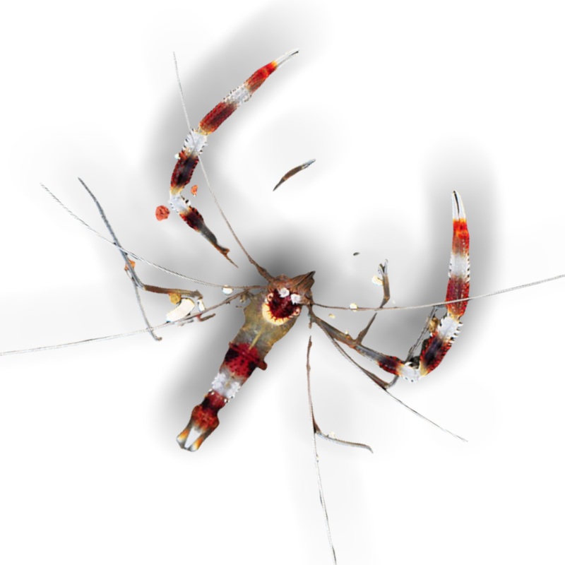 Banded Boxer Shrimp (Collection only)