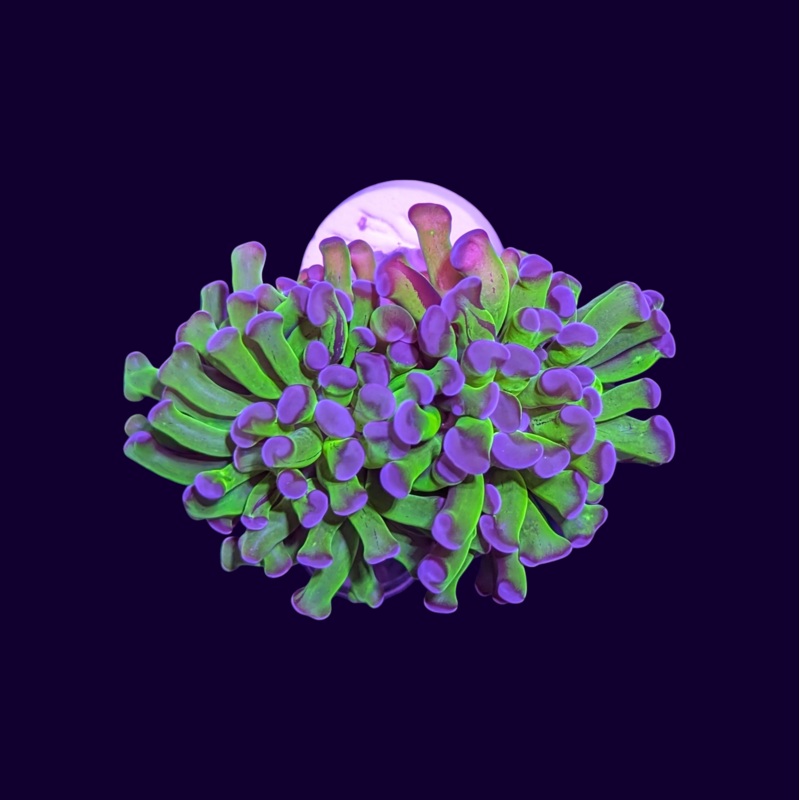 Blue Tip Green Hammer Frag - 2 Head