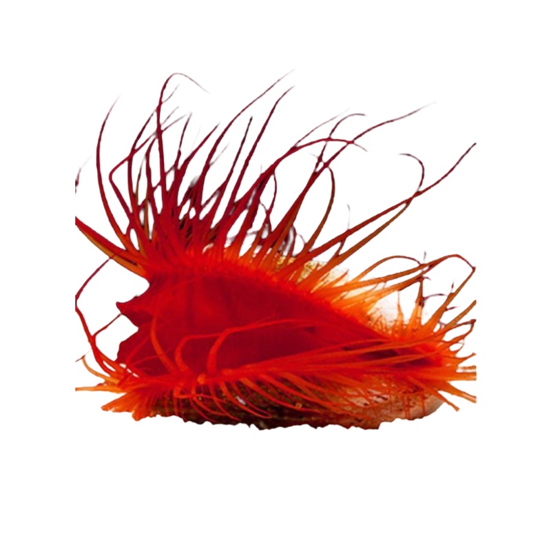 Electric Flame Scallop