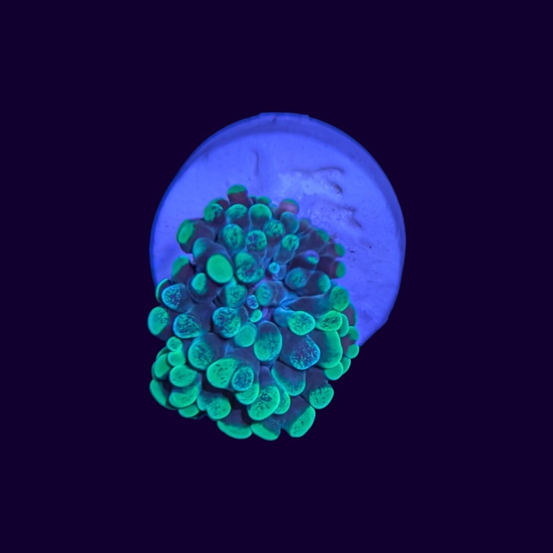 Green Splatter Hammer Frag - 1 Head
