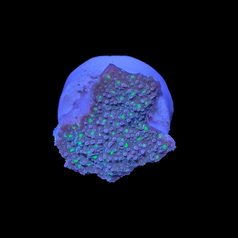 Montipora Hirsuta