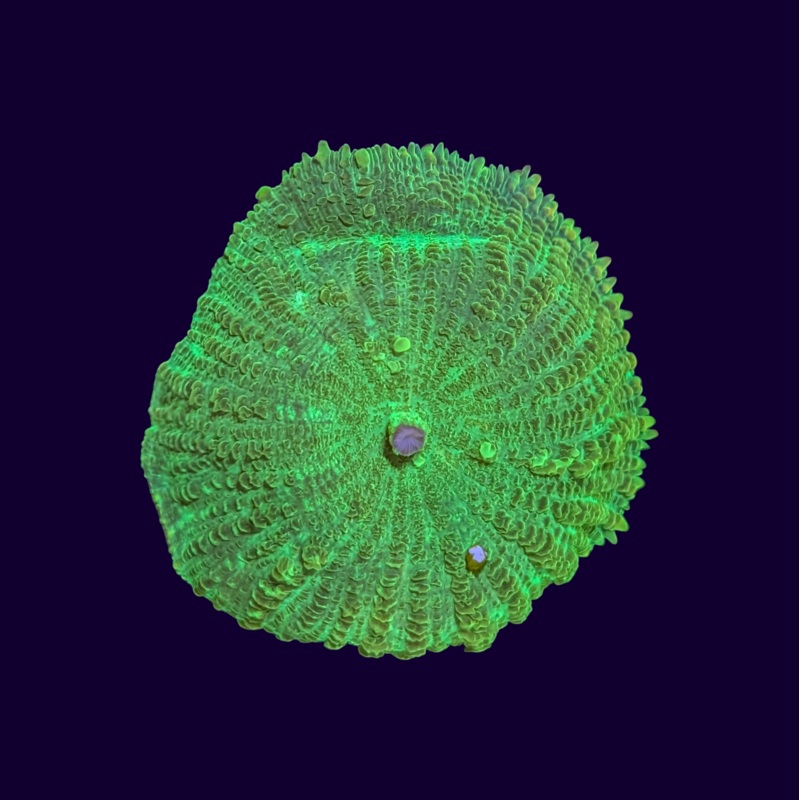 Neon Green Rhodactis Mushroom