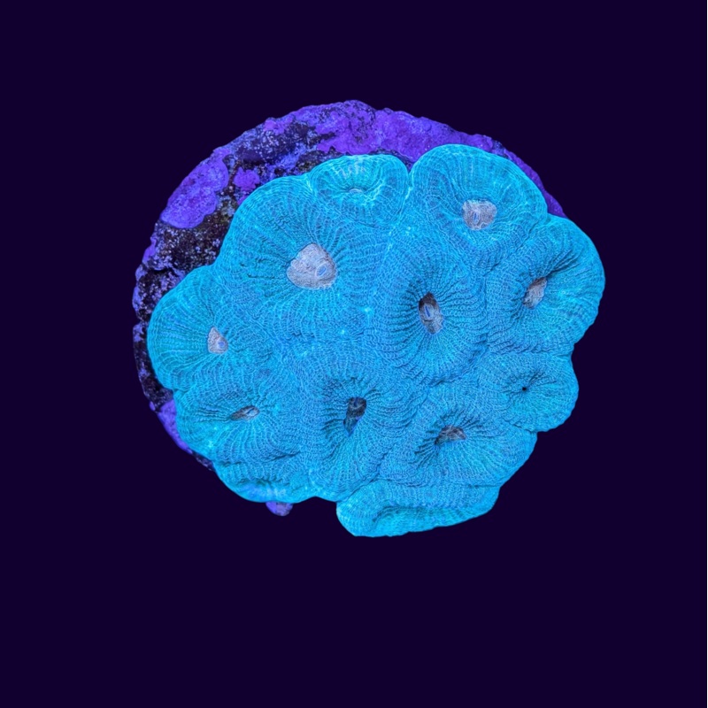 Orange Eye Goniastrea Colony