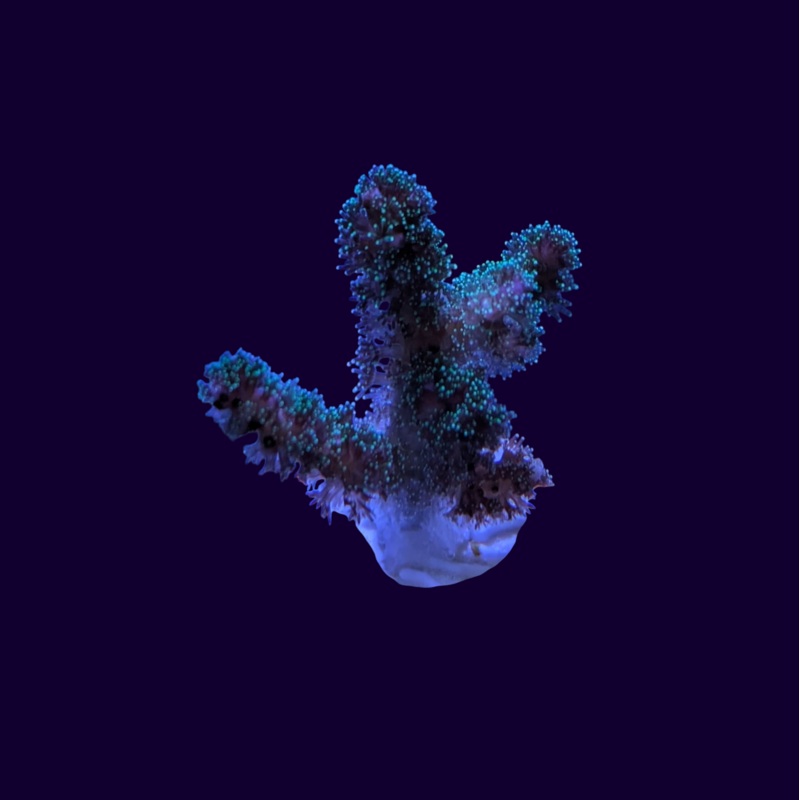 Pocillopora