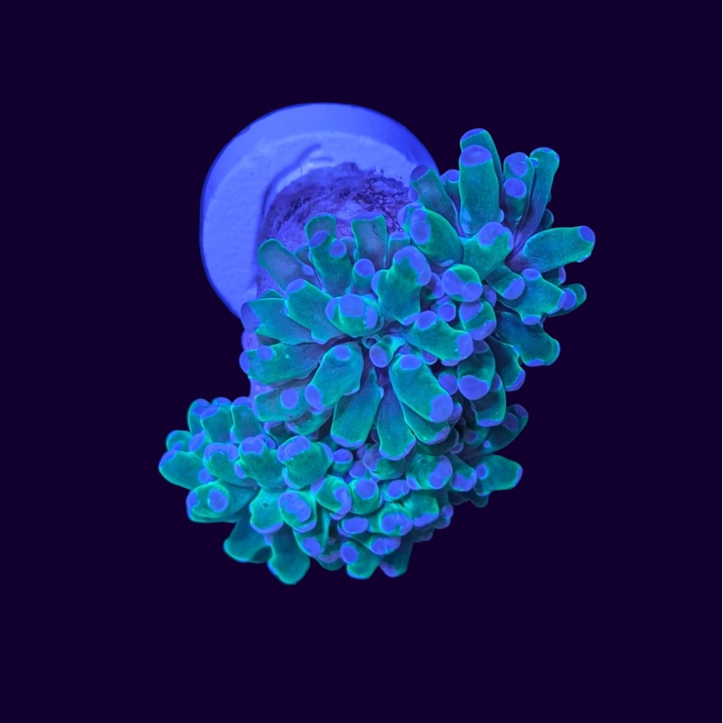 Purple Tip Frogspawn - 2 Head