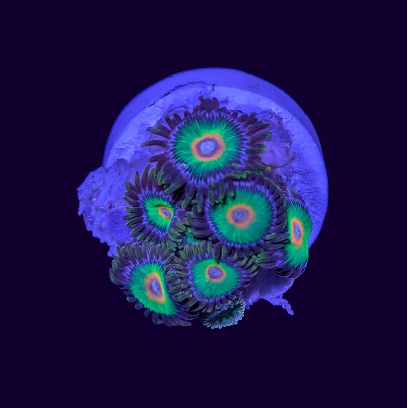 Rasta Zoas
