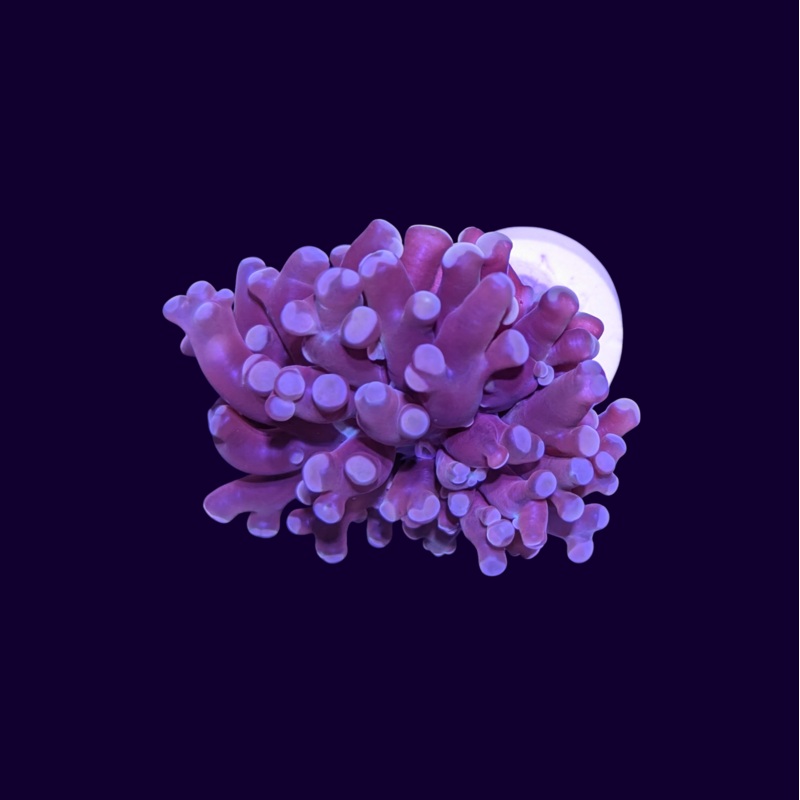 Red Frogspawn - 1 Head