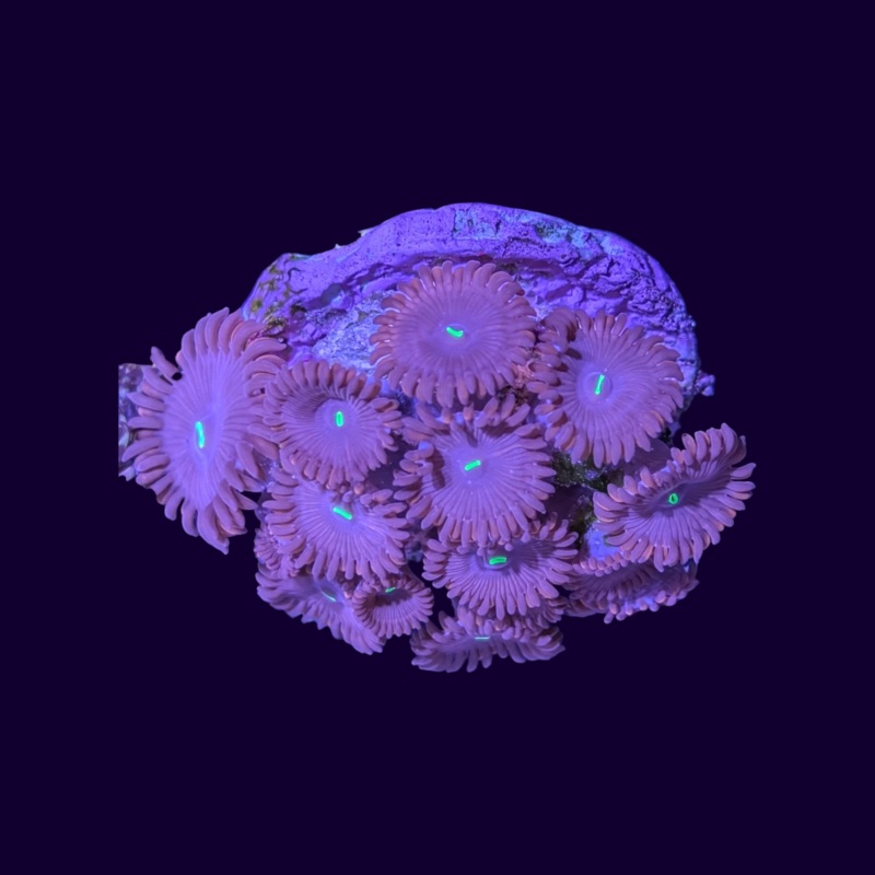Red People Eater Zoa