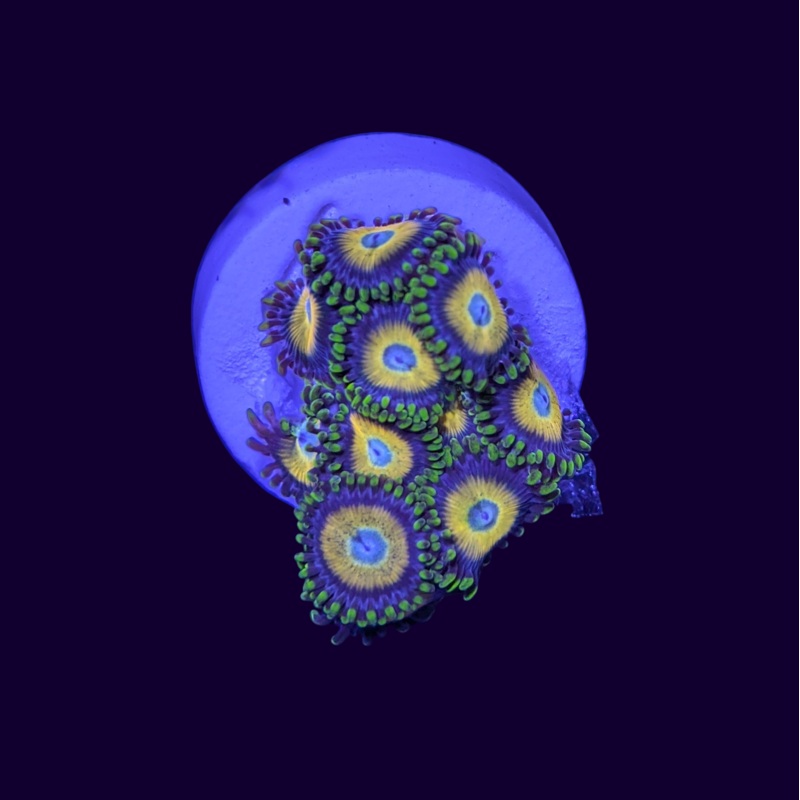 Scrambled Eye Zoas