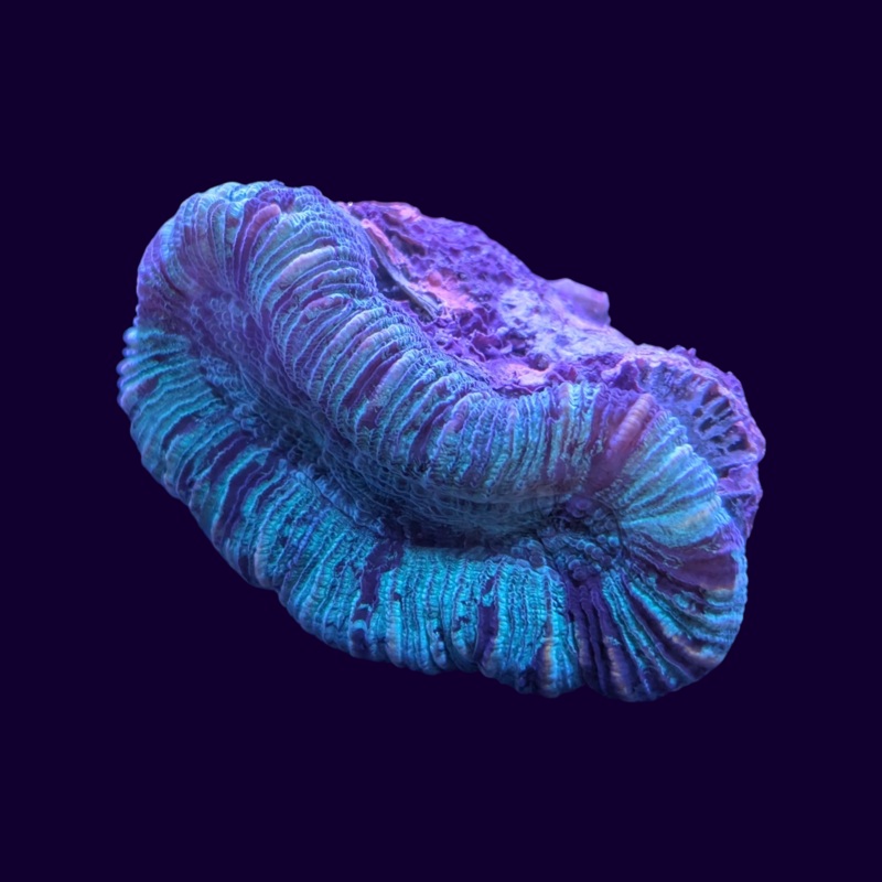 Small Trachyphyllia