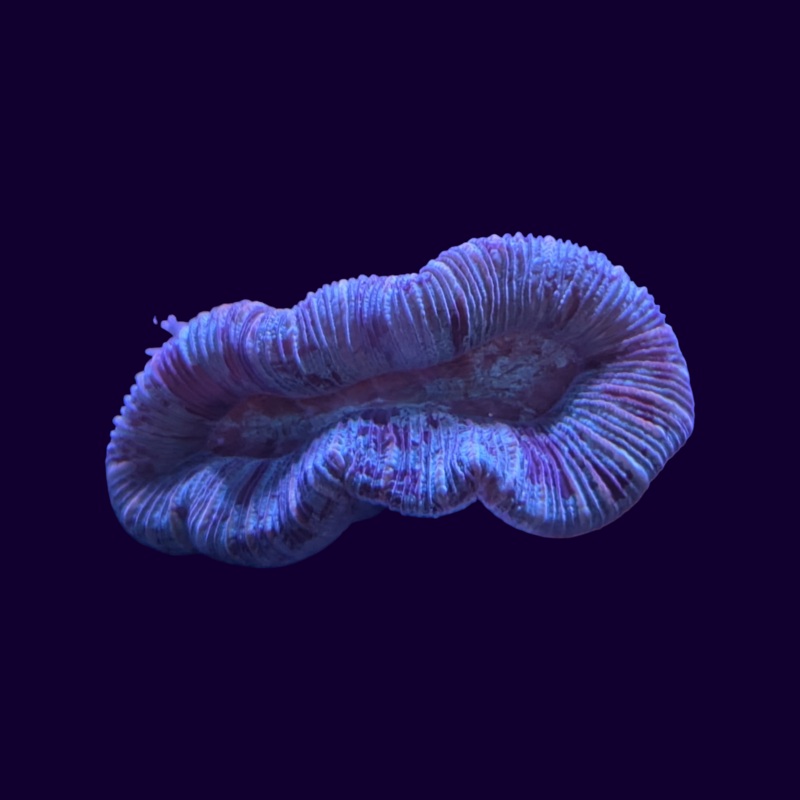 Trachyphyllia