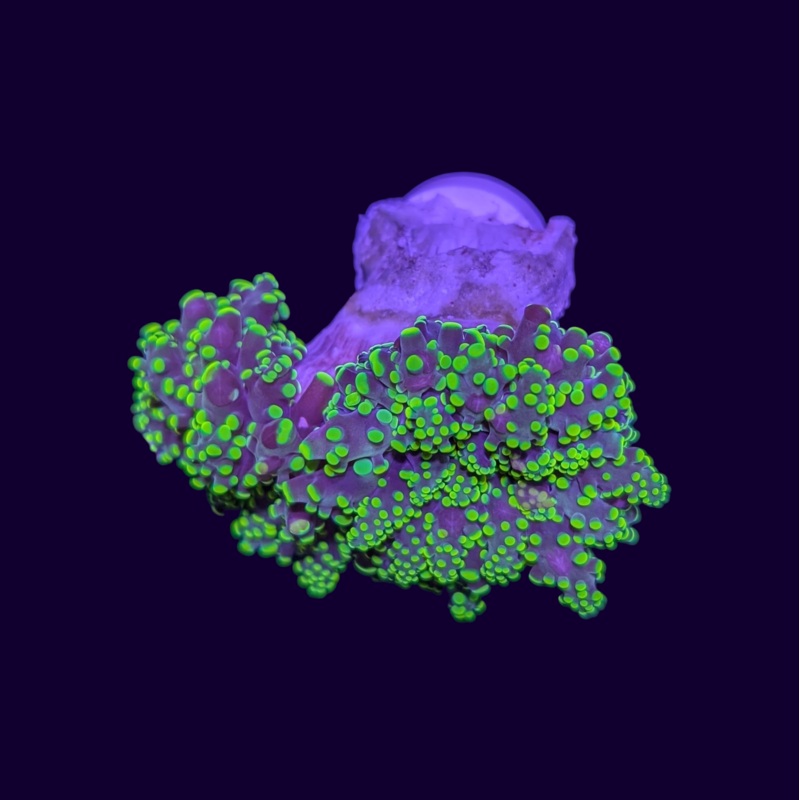 Ultra Neon Green Frogspawn - 2 Head