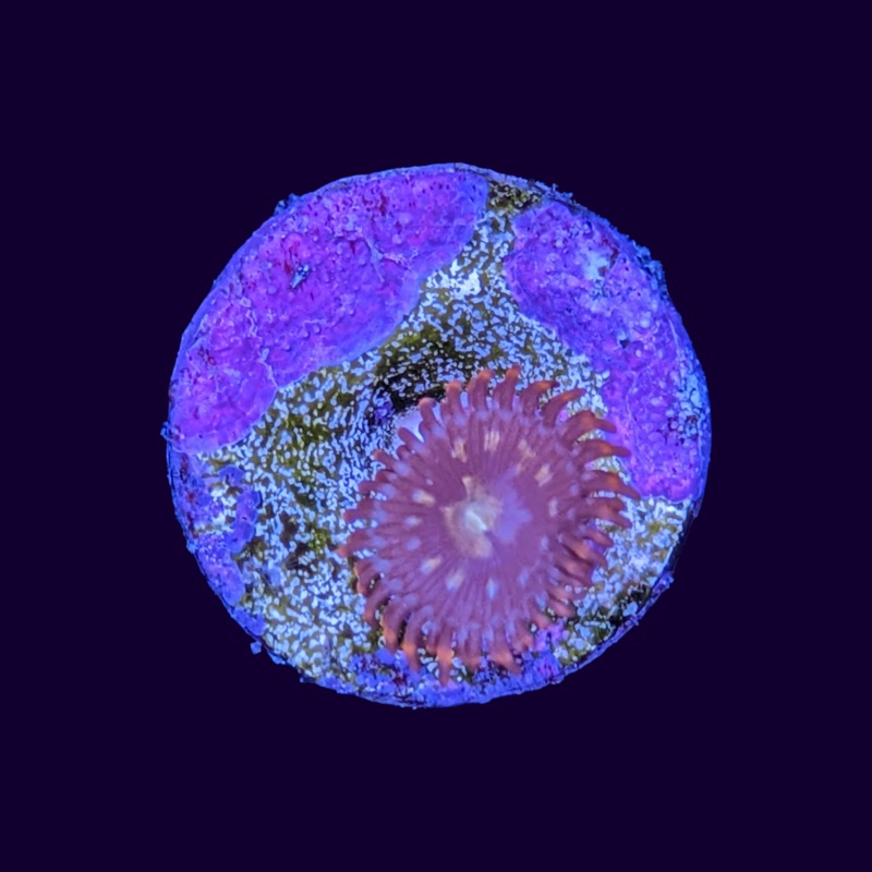 Zoa Frag UK Grown