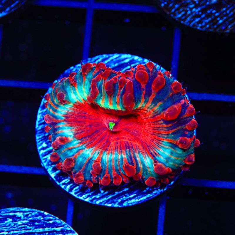Cherry Pie Blastomussa Coral