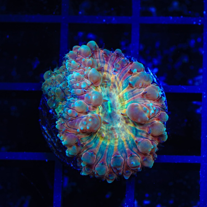 Firey Blastomussa Coral