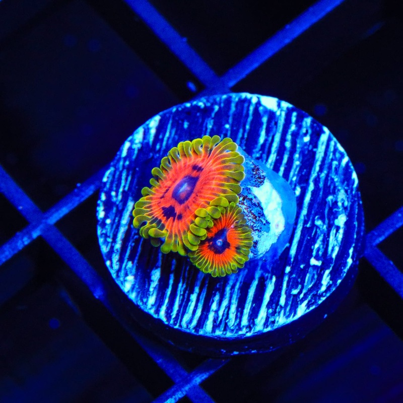 Hallucination Zoanthids Coral