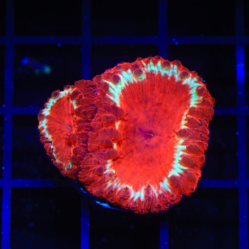 Hot Ring Blastomussa Coral