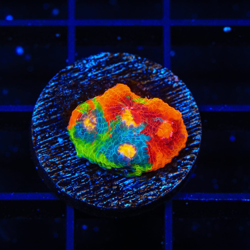 Insane WWC Jelly Bean Chalice Coral