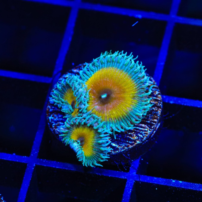 JF Captain Jerk Palythoa Coral
