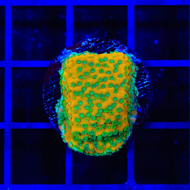 JF Sweet Tooth Montipora Coral
