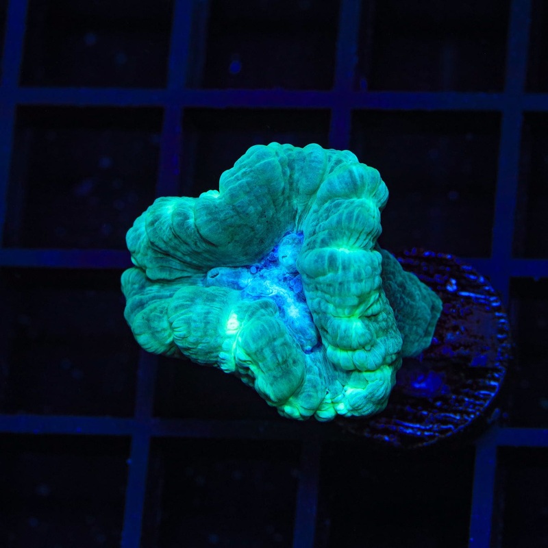 Mint Candy Cane Coral