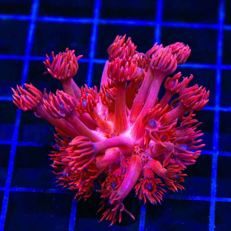 ORA Cherry Red Goniopora Coral