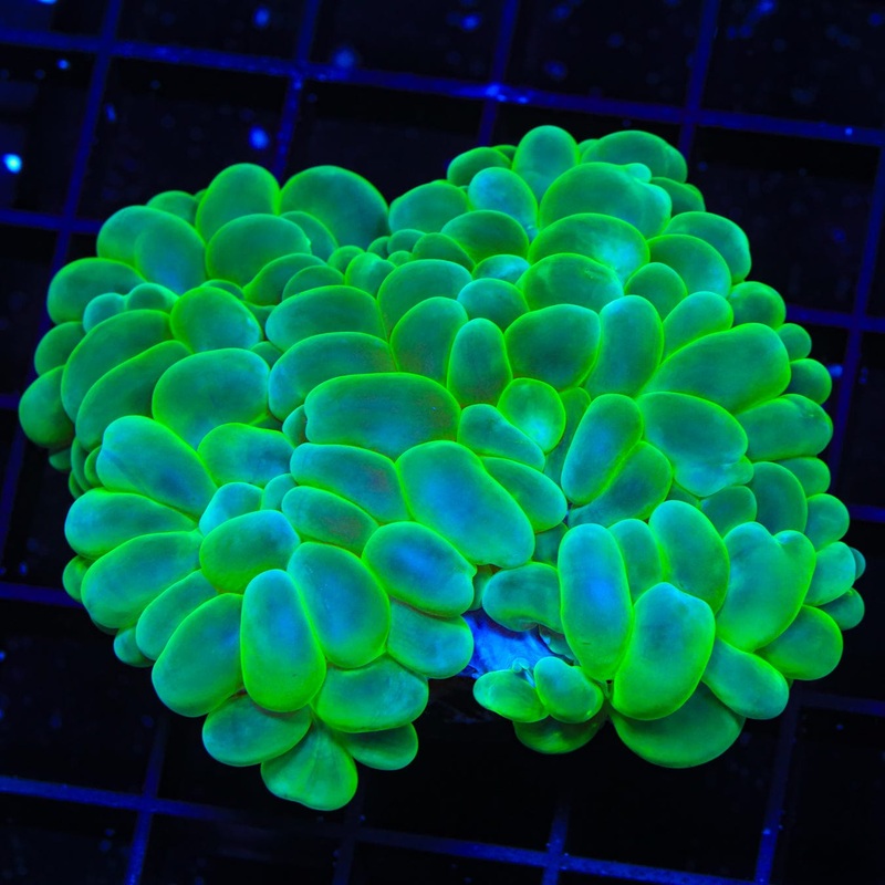 ORA Green Pearl Bubble Coral
