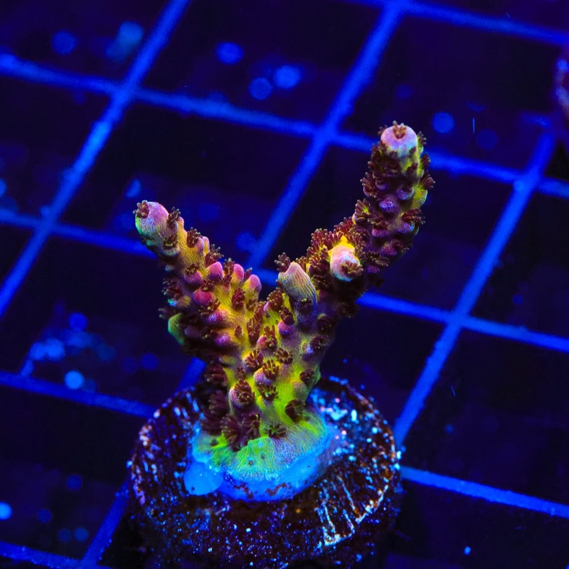 PC Rainbow Acropora Coral
