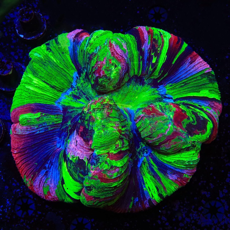 Pink Rainbow Trachyphyllia Coral