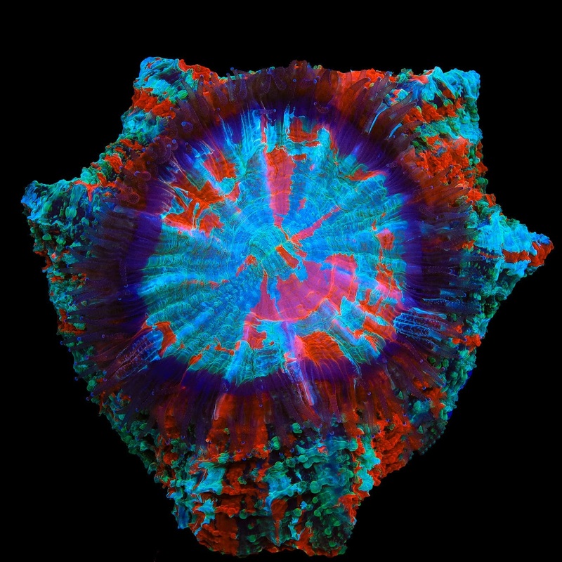 Rainbow Acanthophyllia Coral