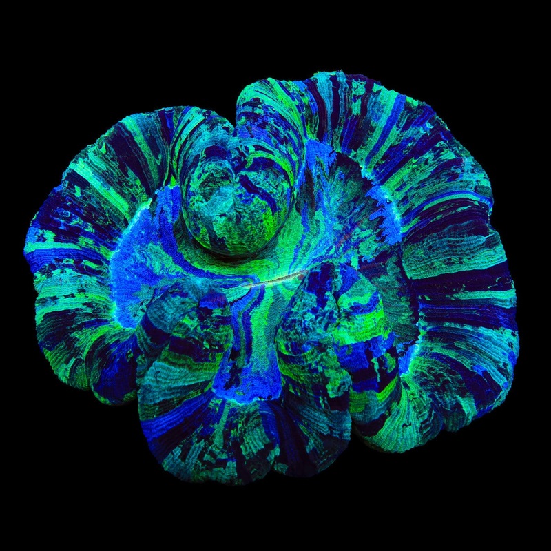 Rainbow Trachyphyllia Coral