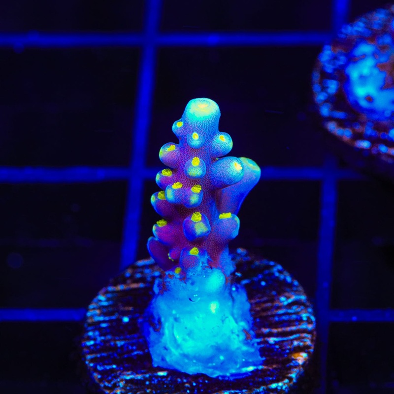 RR Firecracker Acropora Coral
