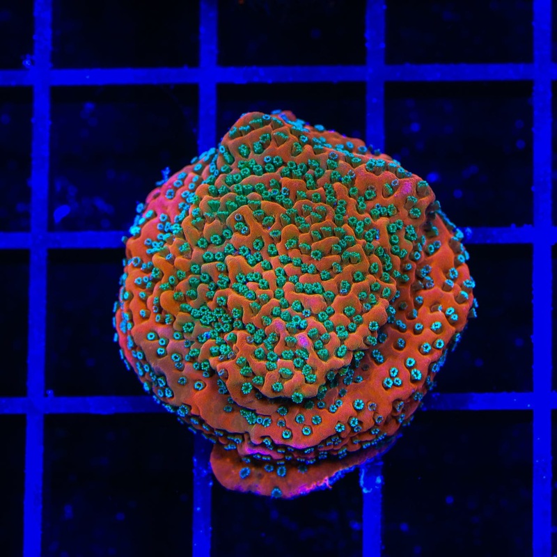 TSA Apple Jacks Montipora Coral