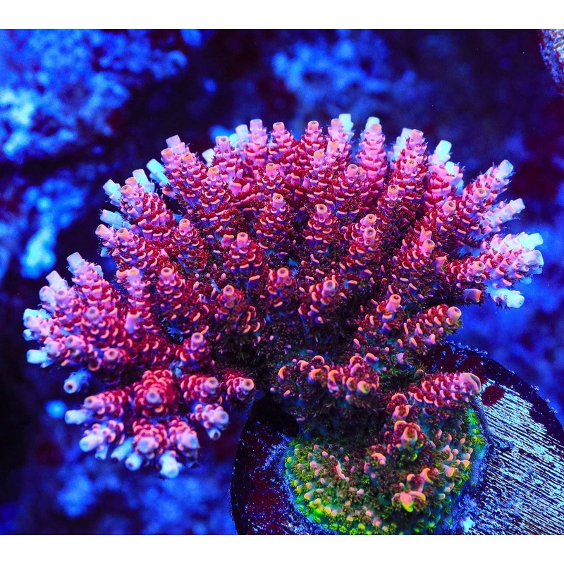 TSA Fruity Pebbles Acropora Coral