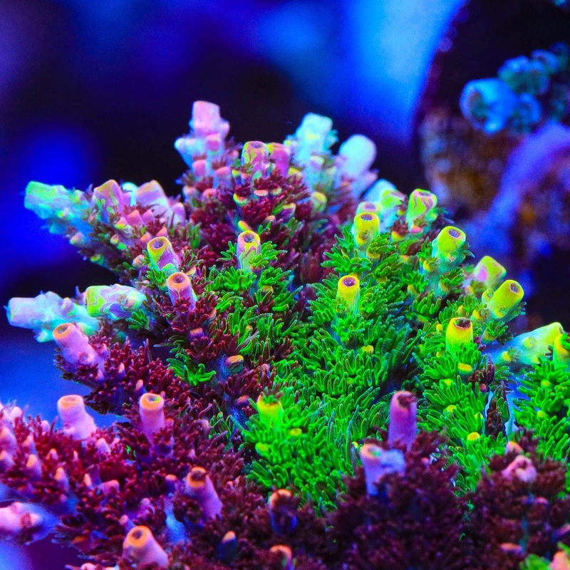 TSA Fruity Splice Acropora Coral