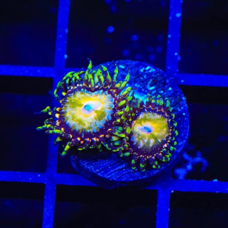 TSA Kaleidoscope Zoanthids Coral
