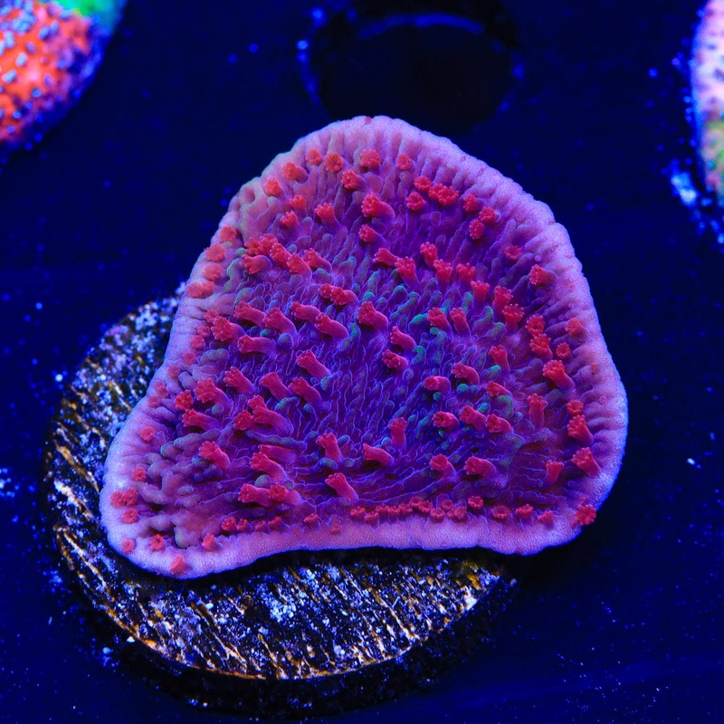 TSA Periwinkle Passion Montipora Cap Coral