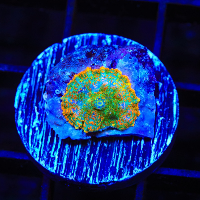 TSA Sunset Rhodactis Mushroom Coral