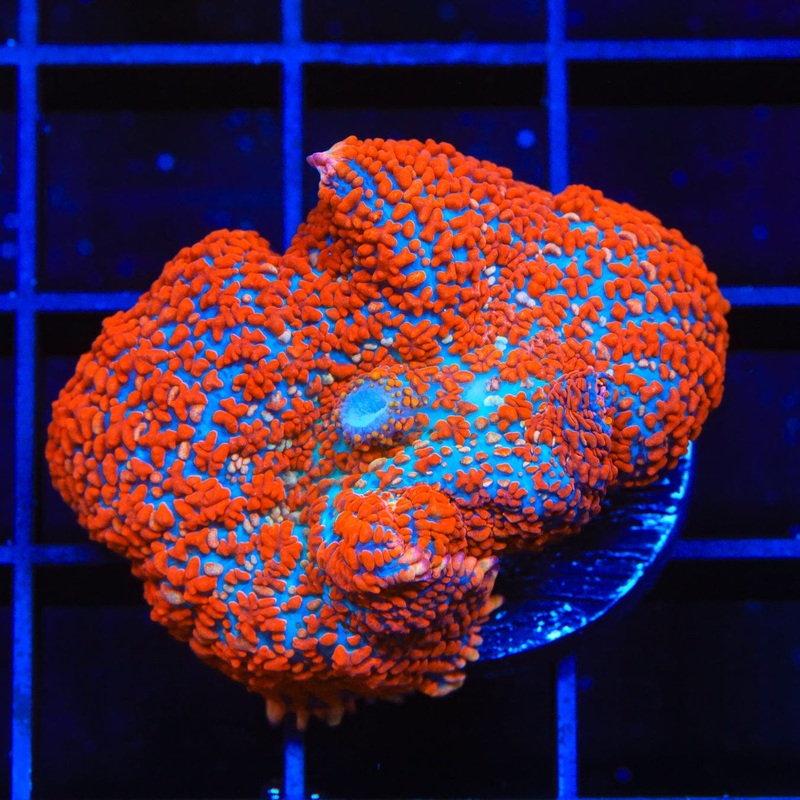 TSA Superman Rhodactis Mushroom Coral