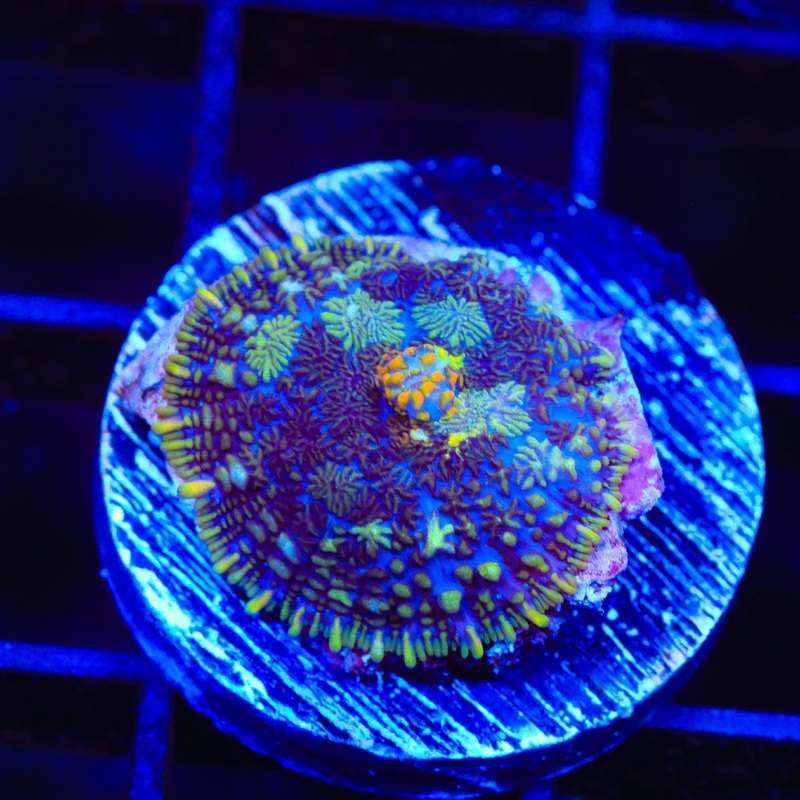TSA Witchs Brew Rhodactis Mushroom Coral