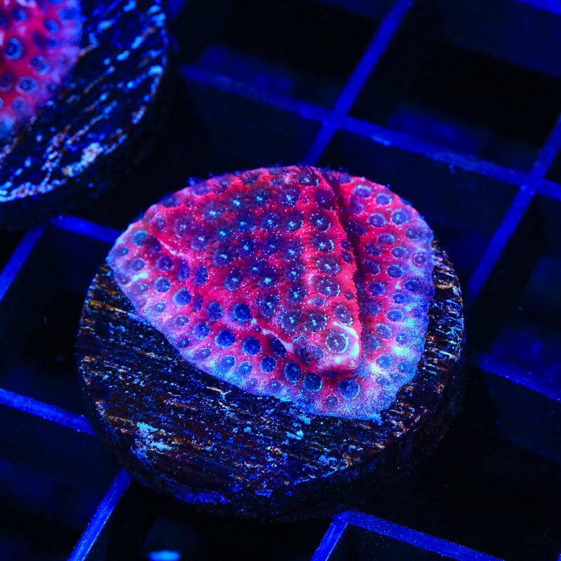 Darth Maul Porites Coral
